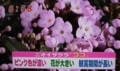 加藤綾子　フラワーonパレード