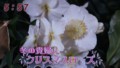 加藤綾子　フラワーonパレード