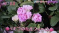 加藤綾子　フラワーonパレード