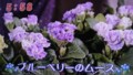 加藤綾子　フラワーonパレード