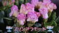 加藤綾子　フラワーonパレード