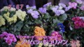 加藤綾子　フラワーonパレード