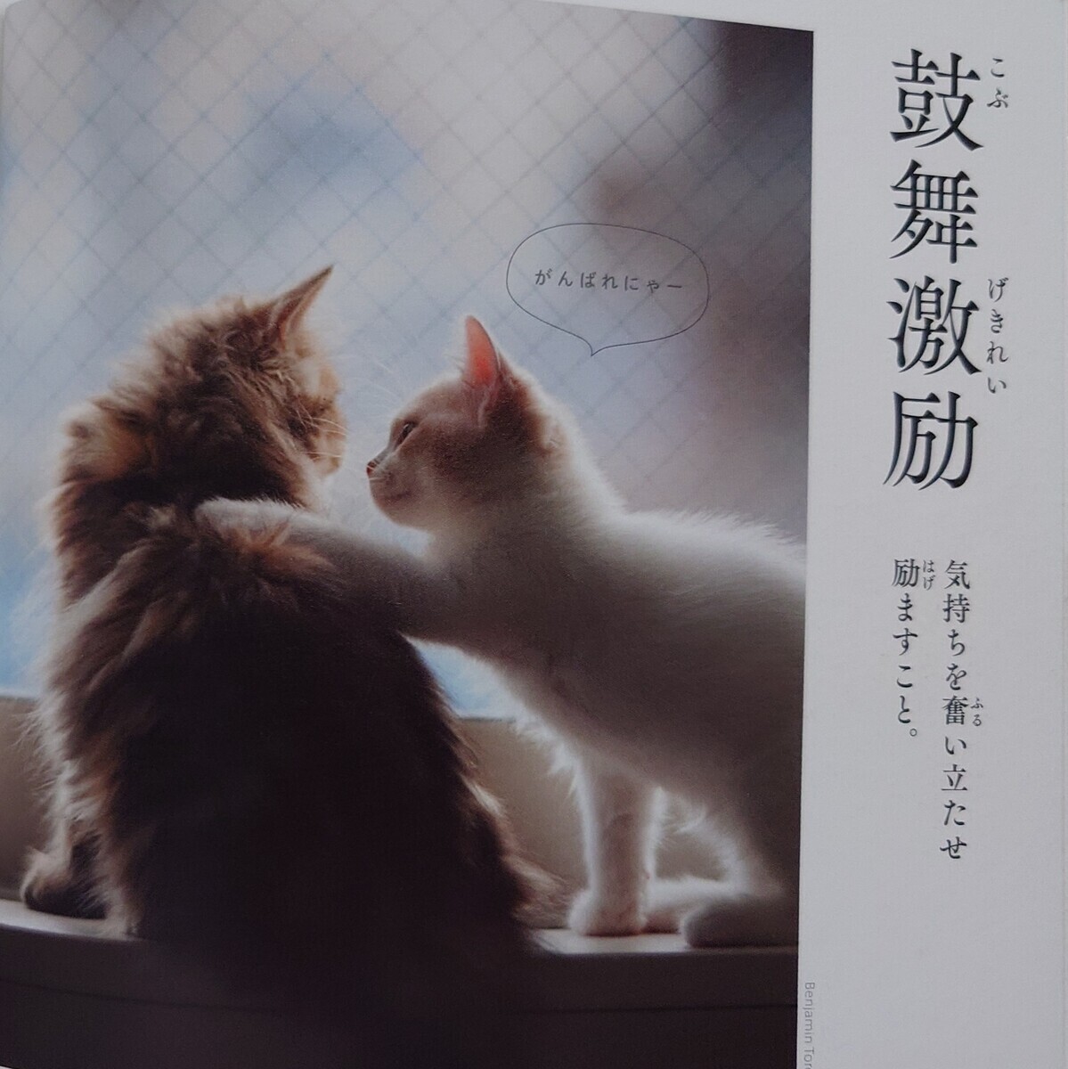 追加画像 ねこのきもち2冊 可愛い 猫 ネコ ニャンコ cat