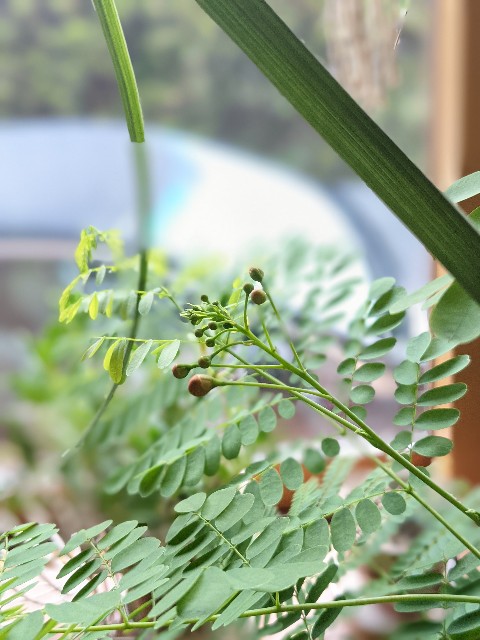 f:id:lpopotan:20211130073600j:image