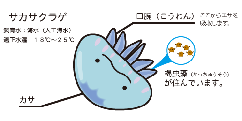 f:id:lpraeop:20170106154206p:plain f:id:lpraeop:20170106154206p:plain