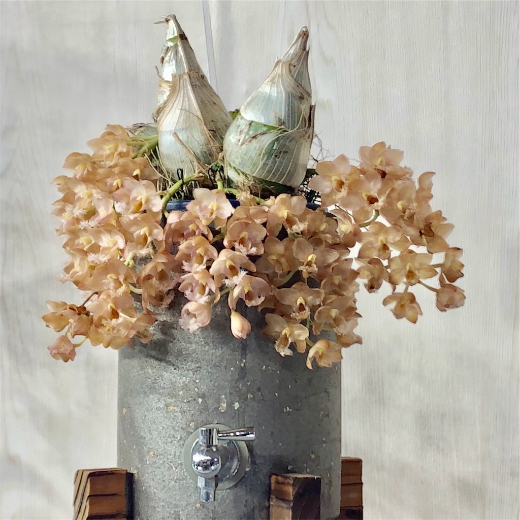 f:id:lru1537:20190217215613j:image f:id:lru1537:20190217215613j:image