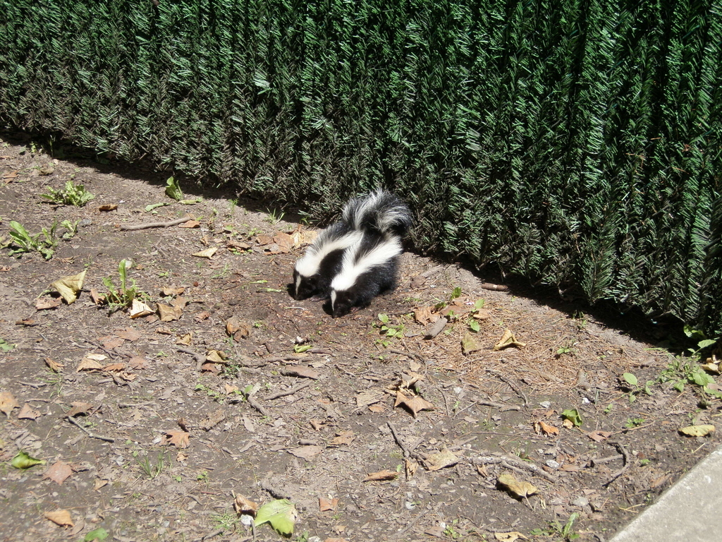 f:id:lshiinatangoo:20181101223013j:plain