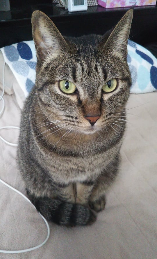 ねこのいくちゃん