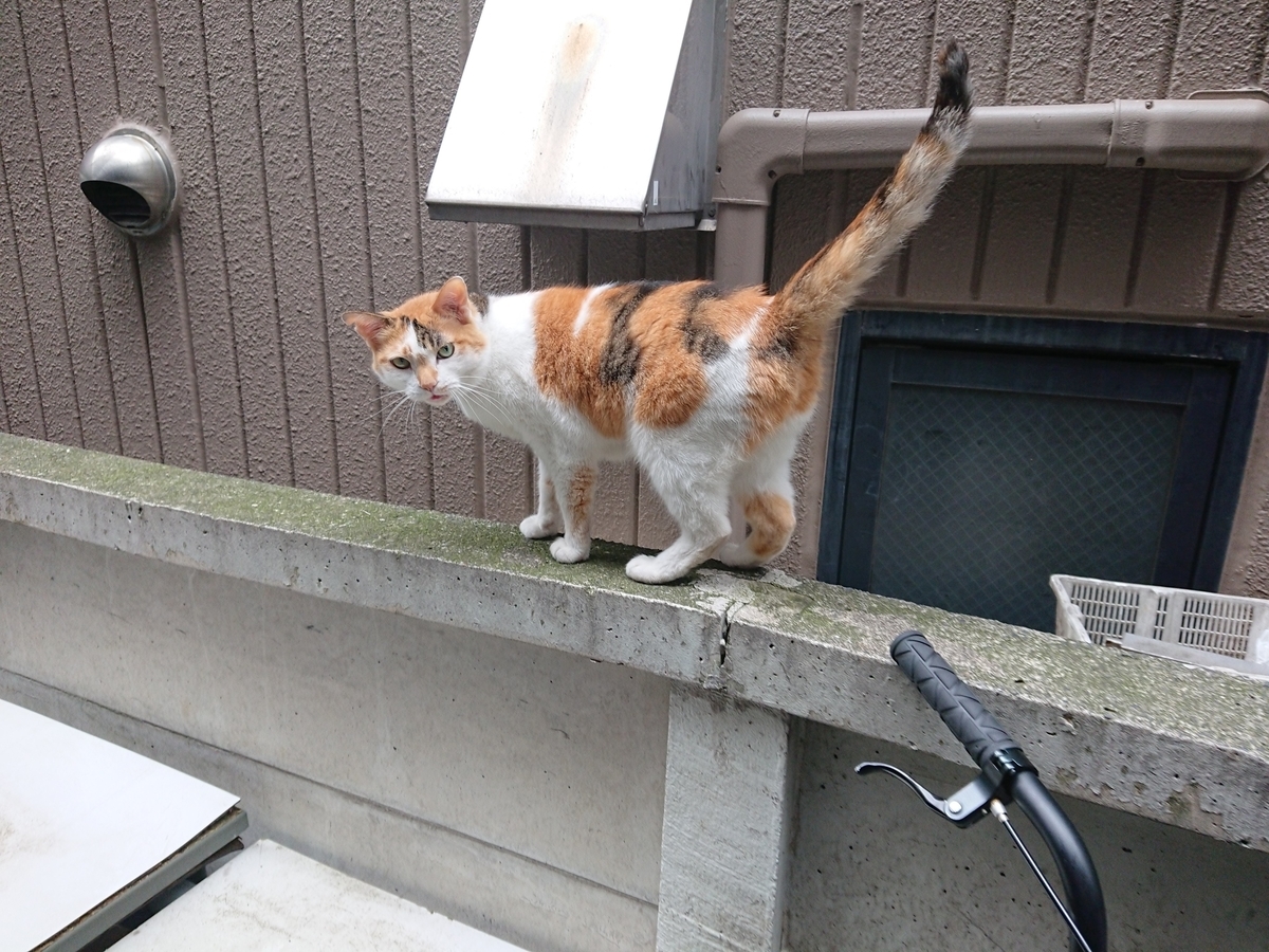 f:id:lucas_kq:20200630162734j:plain