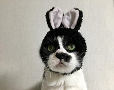 f:id:luccax:20210917203225j:plain