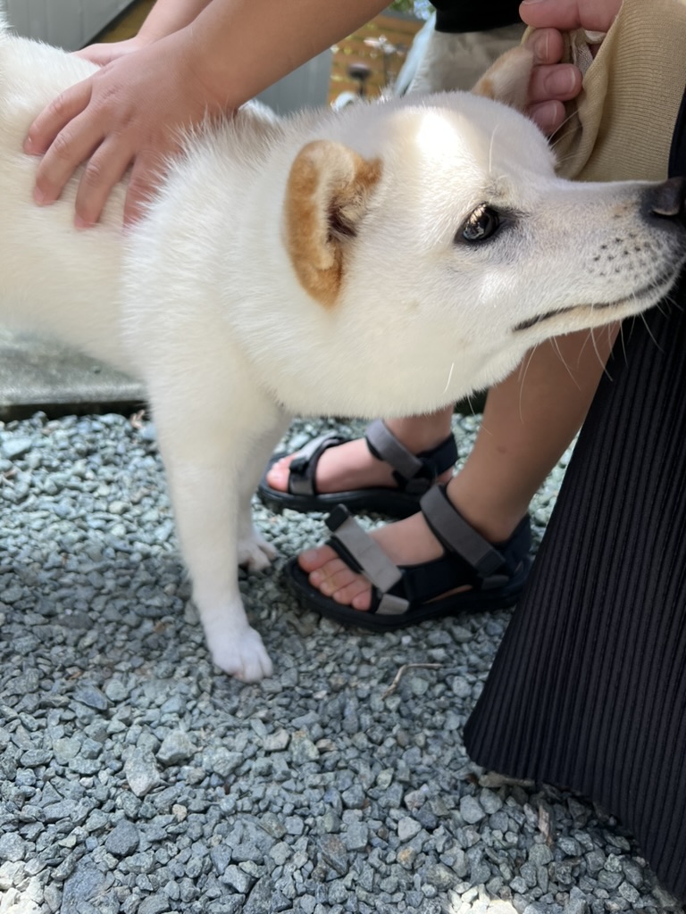 彦嶽宮の看板犬「こまちゃん」