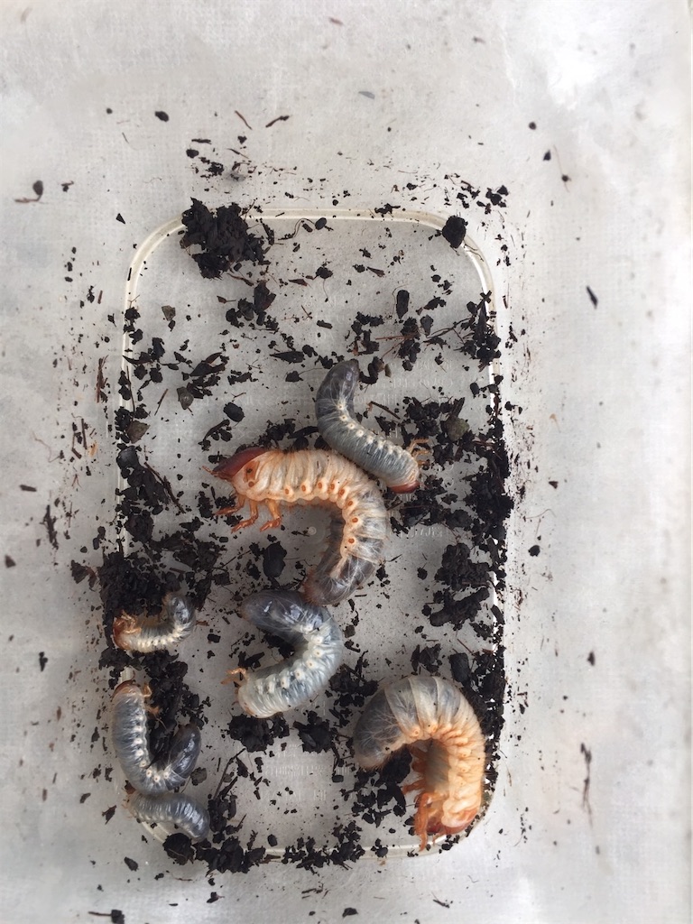 カブトムシの幼虫の育て方 - たなかぶの飼育日記