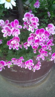 f:id:luckycherrymame:20100604093611j:image