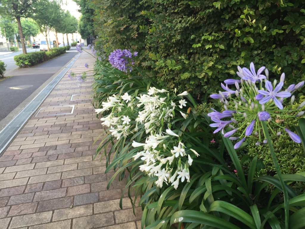 f:id:luckyspot:20160708074504j:plain f:id:luckyspot:20160708074504j:plain