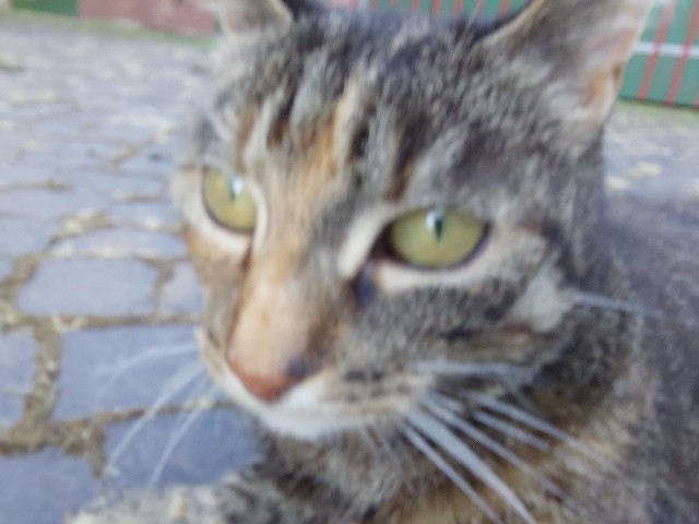 f:id:luckystrikeyoko:20220727043041j:image