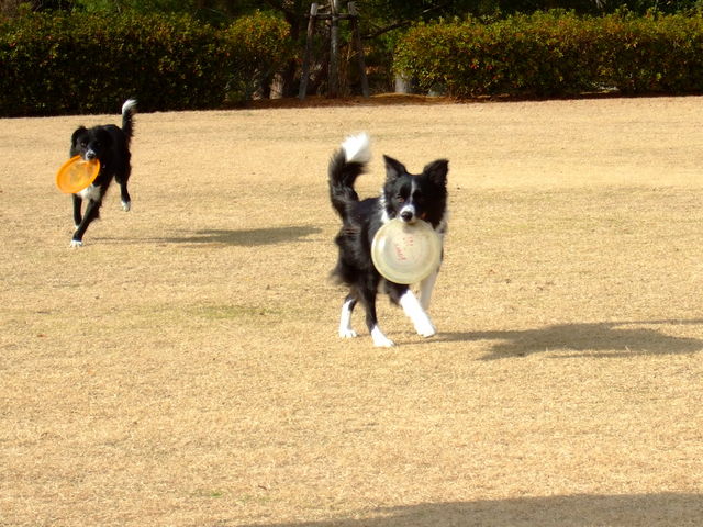 Resultado de imagen para border collie ãã¼ã«ã¢ãã