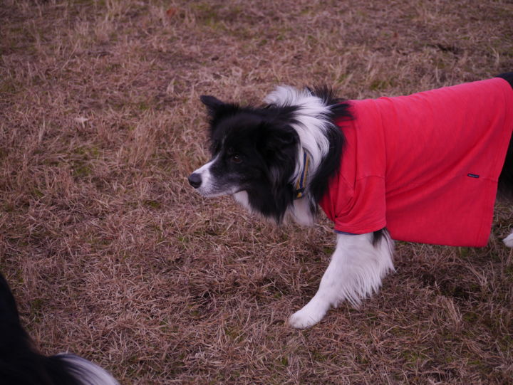 f:id:lucy0414:20131214131241j:image:w150