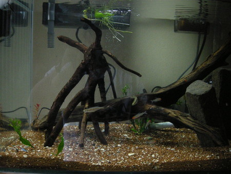 f:id:lughingman:20080320145653j:image