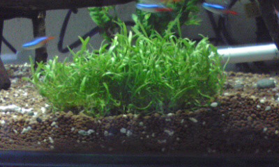 f:id:lughingman:20080328174646j:image
