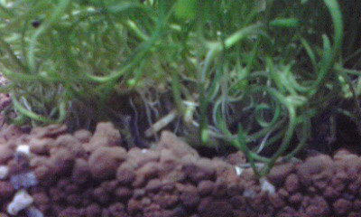 f:id:lughingman:20080328174718j:image