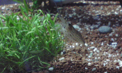 f:id:lughingman:20080328175337j:image
