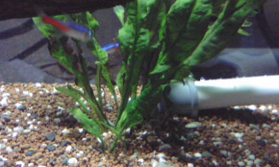 f:id:lughingman:20080328175447j:image