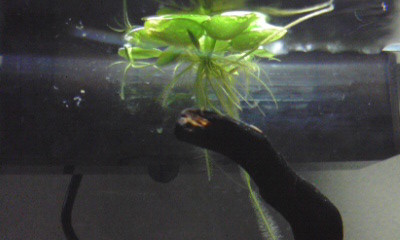 f:id:lughingman:20080328175541j:image
