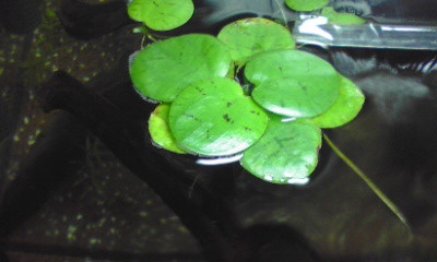 f:id:lughingman:20080328175605j:image