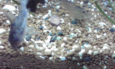 f:id:lughingman:20080328181117j:image
