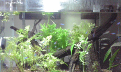 f:id:lughingman:20080331172415j:image