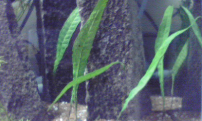 f:id:lughingman:20080331173338j:image