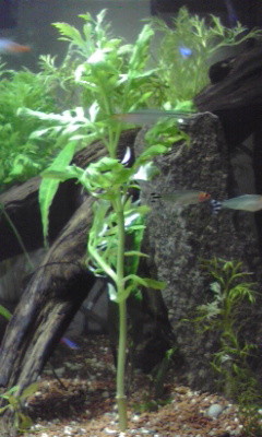 f:id:lughingman:20080331173634j:image