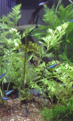 f:id:lughingman:20080331173754j:image