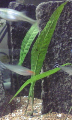 f:id:lughingman:20080331173825j:image
