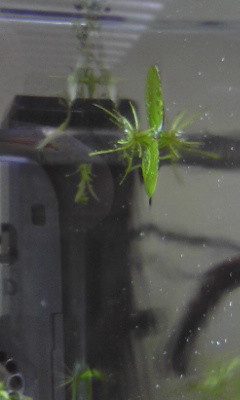 f:id:lughingman:20080401151903j:image