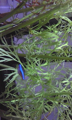 f:id:lughingman:20080401161401j:image