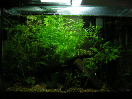 f:id:lughingman:20080516000718j:image