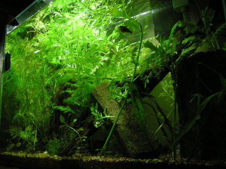 f:id:lughingman:20080516000836j:image