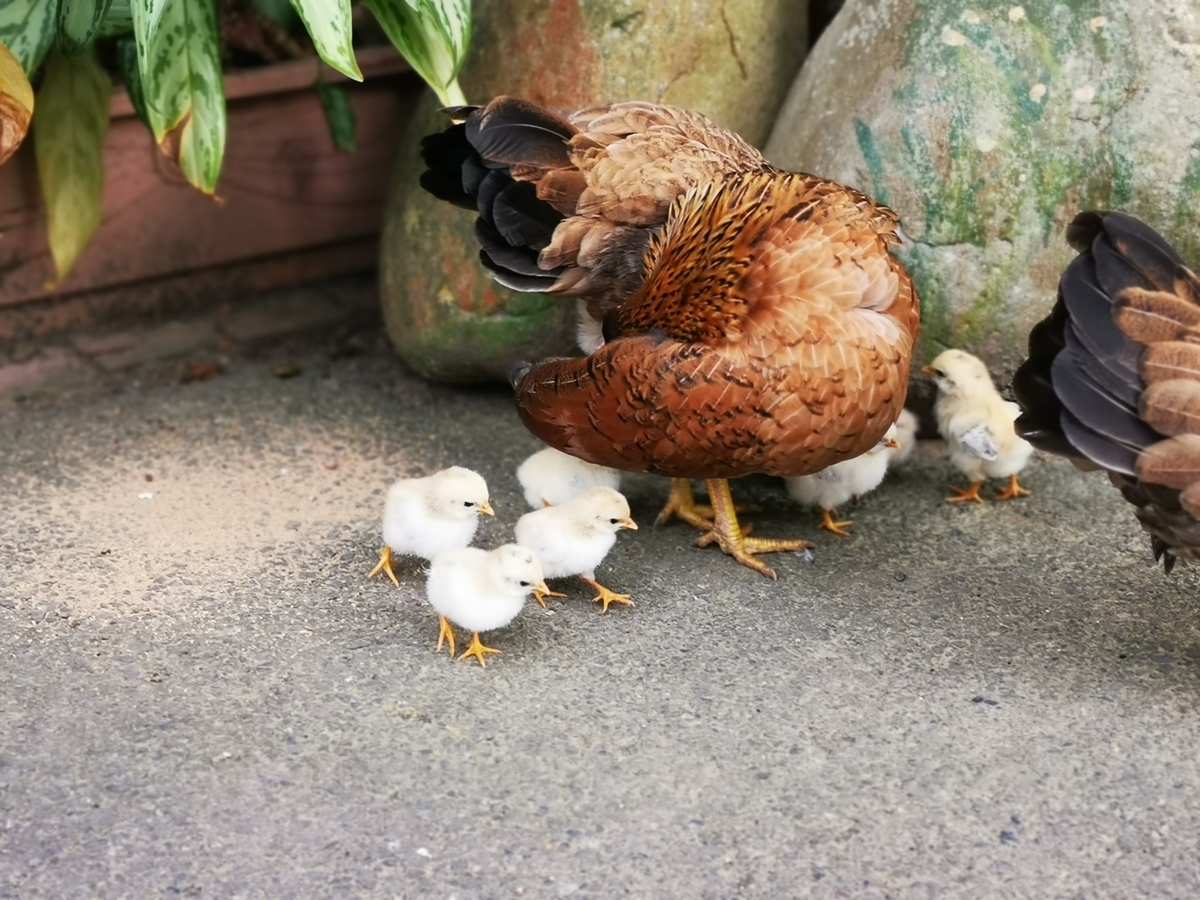f:id:lukei:20190819155014j:plain f:id:lukei:20190819155014j:plain