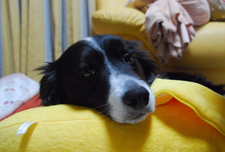 f:id:lukenohaha:20091003143000j:image:w200