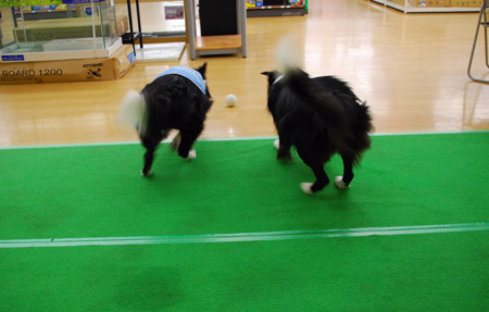 f:id:lukenohaha:20091003143346j:image:w200