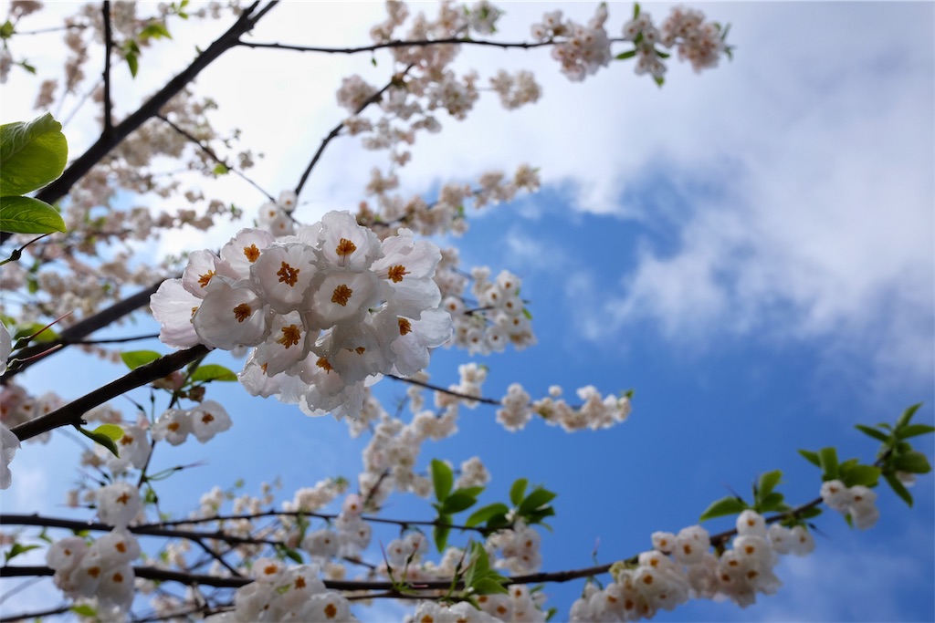 f:id:lulilala:20190501230903j:image f:id:lulilala:20190501230903j:image