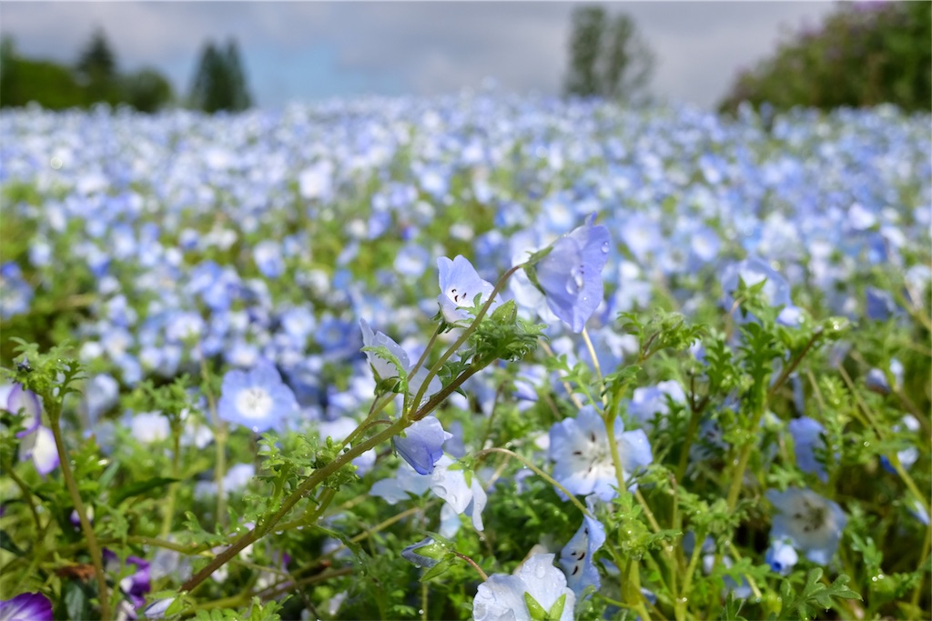 f:id:lulilala:20190501230907j:image f:id:lulilala:20190501230907j:image