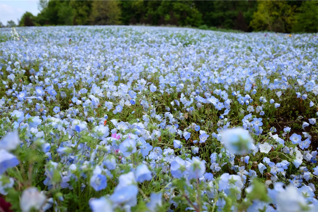 f:id:lulilala:20190501230926j:image f:id:lulilala:20190501230926j:image