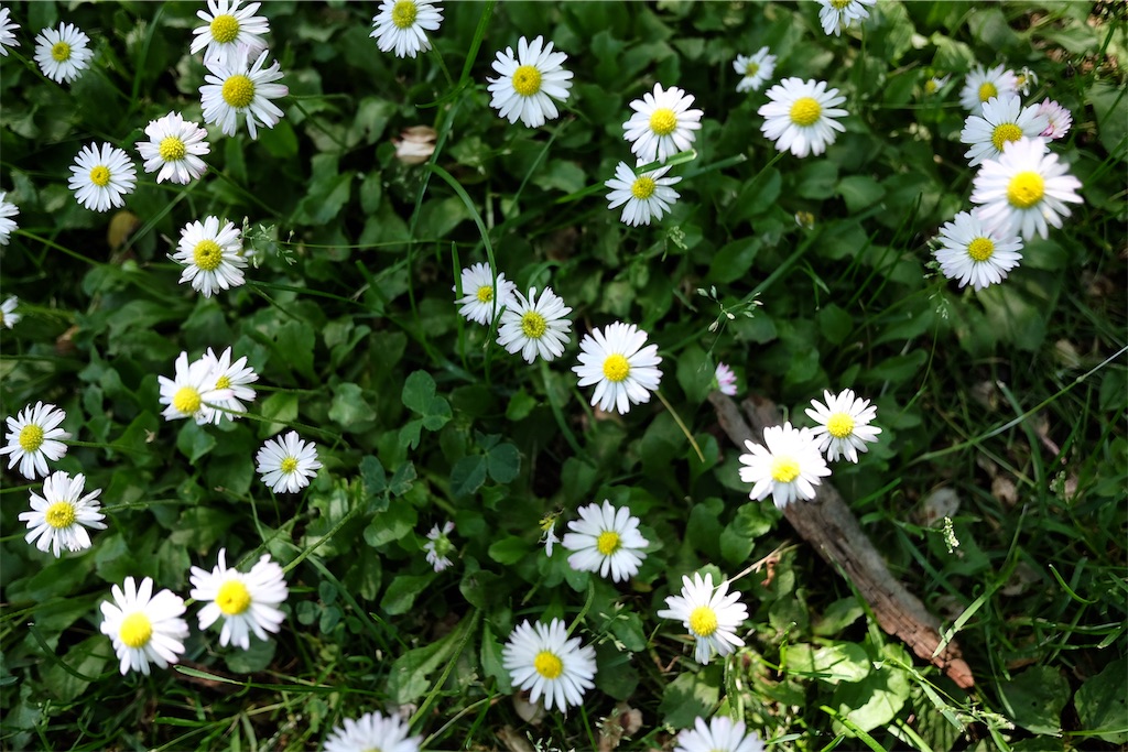 f:id:lulilala:20190613225842j:image f:id:lulilala:20190613225842j:image