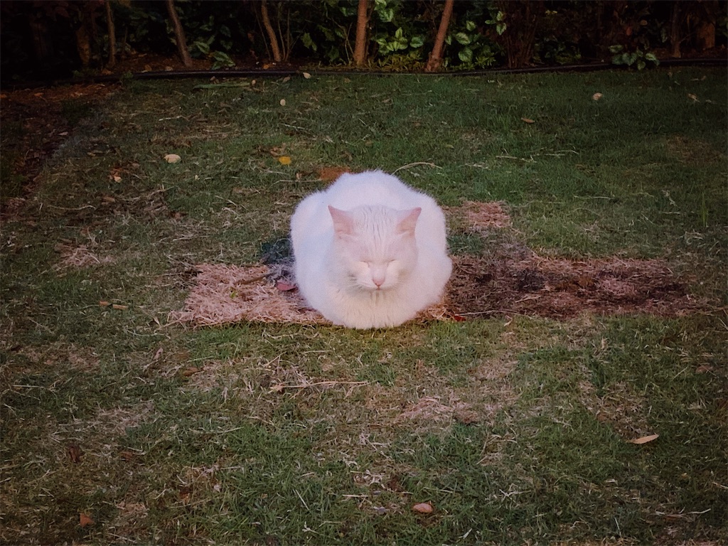 f:id:lulilala:20200424222040j:image f:id:lulilala:20200424222040j:image