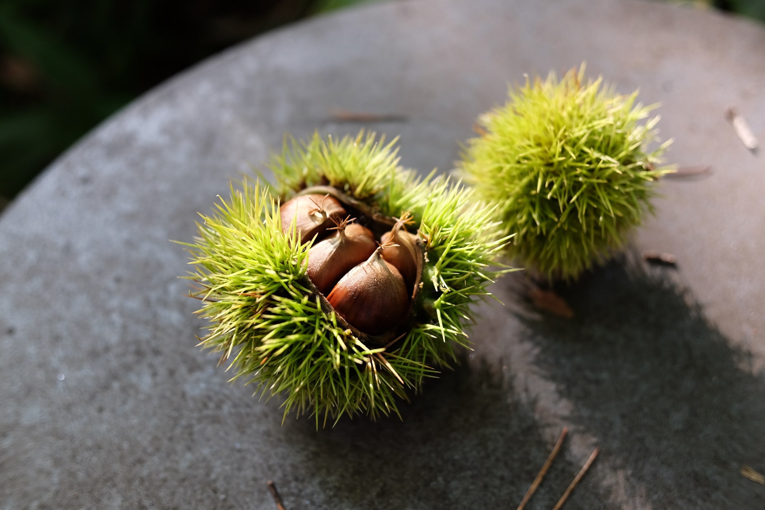 f:id:lulilala:20220926231509j:image f:id:lulilala:20220926231509j:image