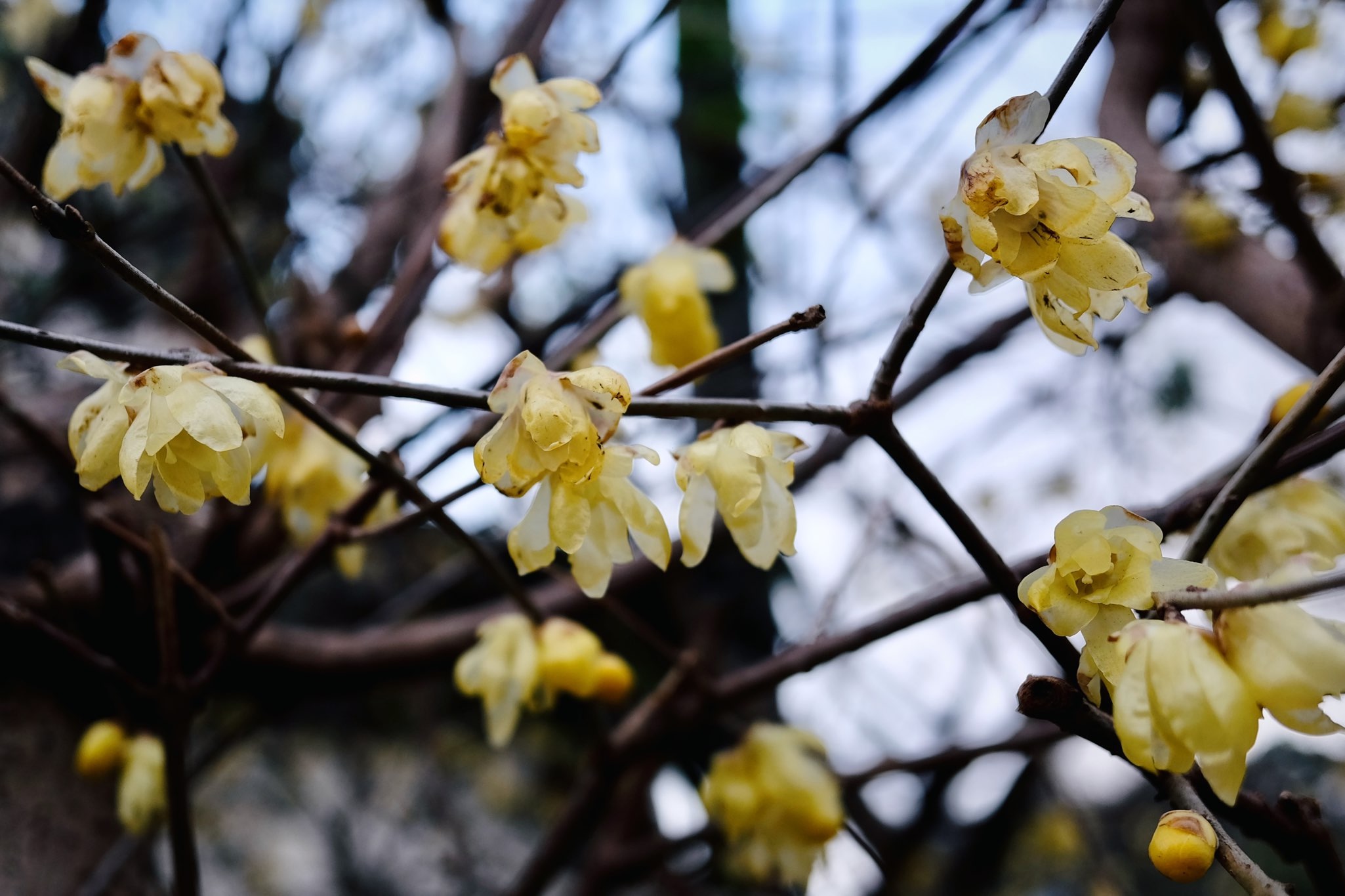 f:id:lulilala:20230128232932j:image