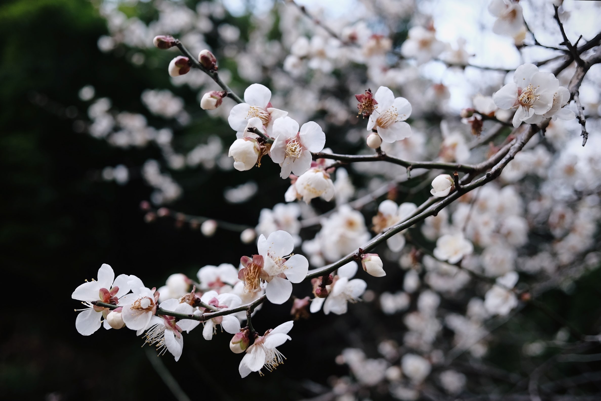 f:id:lulilala:20230128232936j:image