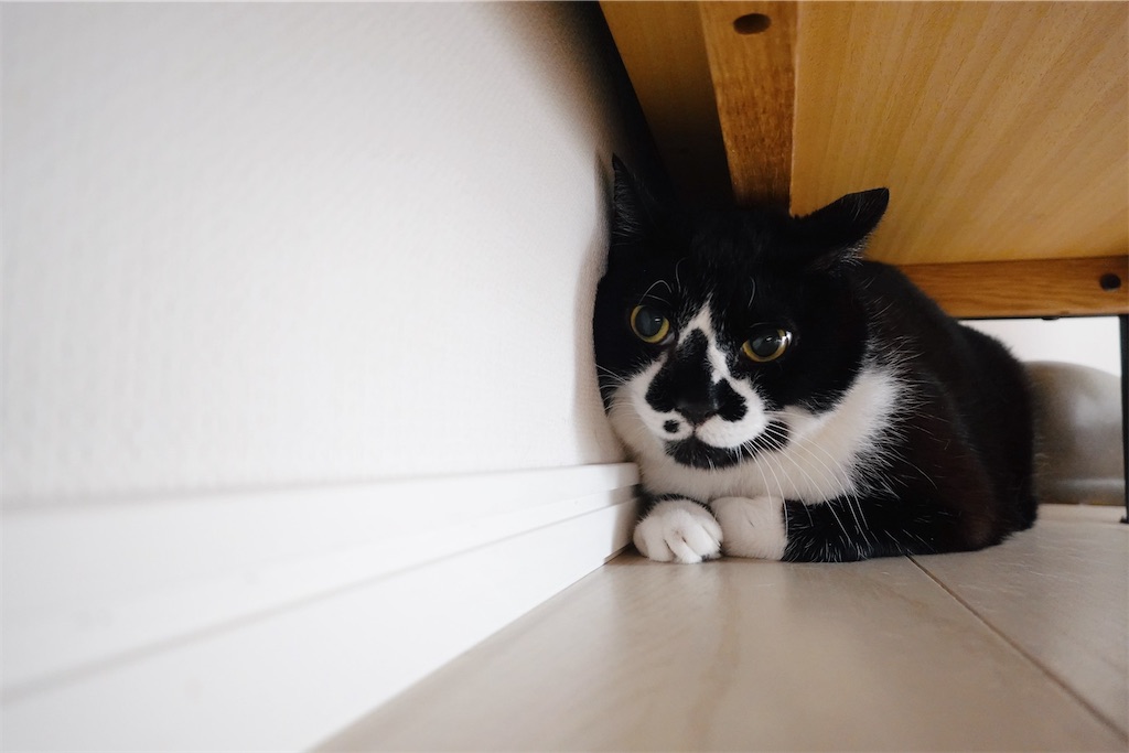 f:id:lulilala:20231014014104j:image f:id:lulilala:20231014014104j:image